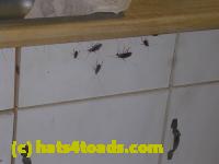 /home//u458753944/public_html/sourcegallery//Insects and small critters/roaches (Blattodea)/DSCN3726.JPG